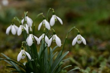 Tulipany - wiosenne perły ogrodu działkowego - zdjęcie 3