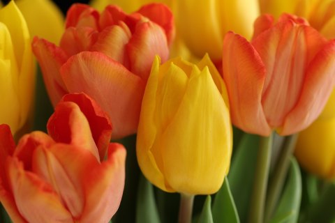 Tulipany - wiosenne perły ogrodu działkowego